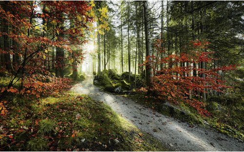 KOMAR Vliestapete »Feuerzungen«, Breite 450 cm, seidenmatt - bunt