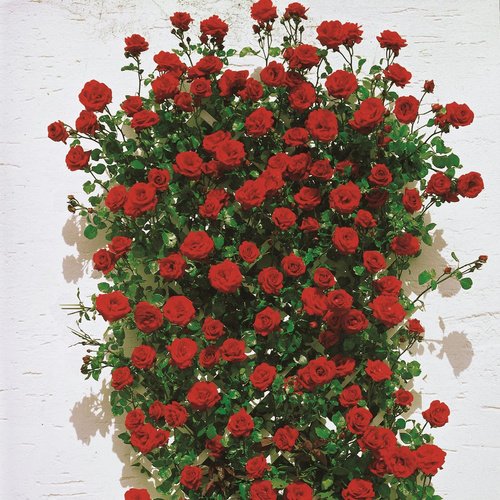 ROSEN TANTAU Blühpflanze »Santana«, Blüte: dunkelrot