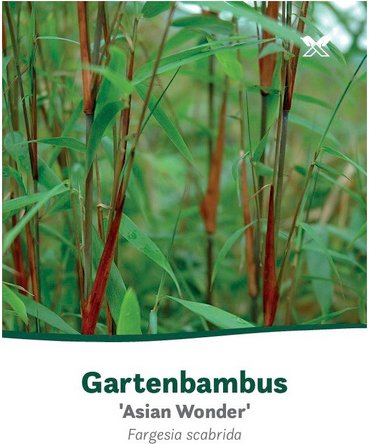 Bambus murielae Fargesia »Asian Wonder« - gruen