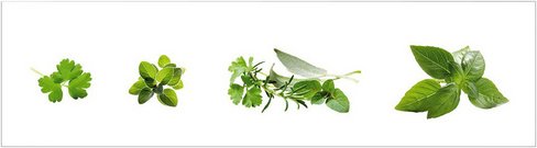 mySPOTTI Küchenrückwand »Kräuter«, Aluverbund, Kräuter