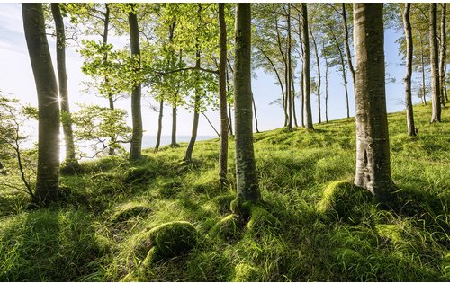 KOMAR Vliestapete »Buchenspektakel«, Breite 450 cm, seidenmatt - bunt
