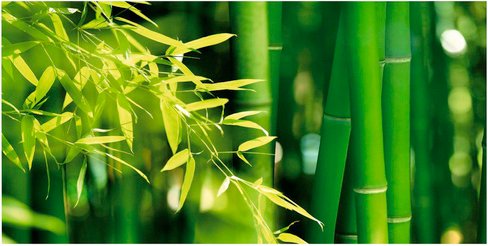 mySPOTTI Badrückwand »Bambus«, BxH:90 cm x 45 cm, grün