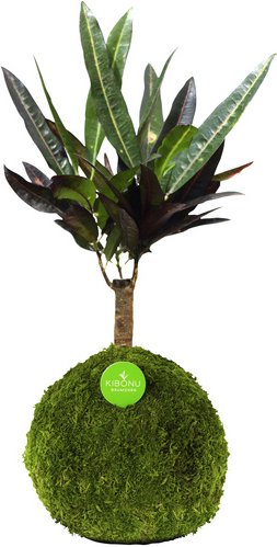 Thumbnail - Kibonu Kibonu Wunderstrauch, Codiaeum batic »Codiaeum Batic« - gelb