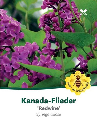 Flieder, Syringa prestoniae »Redwine«, Blätter: grün, Blüten: rot - rosa