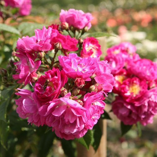 ROSEN TANTAU Blühpflanze »Perennial Blue«, Blüte: violett - lila