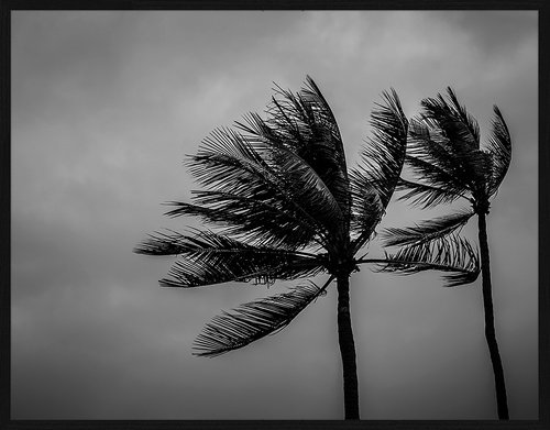 ANY IMAGE Digitaldruck »Palmen II«, Rahmen: Buchenholz, Schwarz