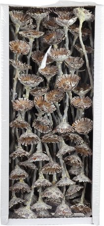 Flowerbox Trockenblumen - weiss