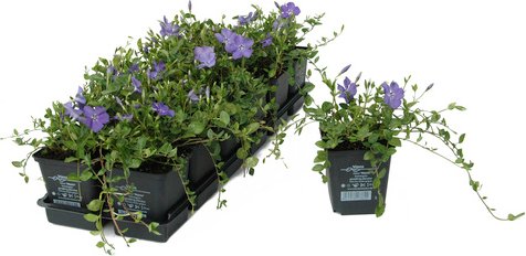 HELIX PFLANZEN Kleines Immergrün, Vinca minor »Marie «, Blattfarbe: grün, Blüte: blau