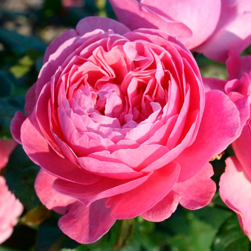 KORDES ROSEN Strauchrose, Rosa »Flora Colonia/Kölner Flora®«, Blüte: rosa, gefüllt