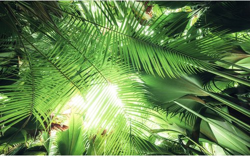 KOMAR Vliestapete »Dschungeldach«, Breite 450 cm, seidenmatt - bunt