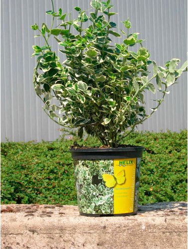 HELIX PFLANZEN Spindelstrauch, Euonymus fortunei »Emerald Gaiety«, Blattfarbe: weiß/grün - weiss