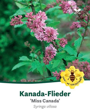 Kanada-Flieder, Syringa prestoniae »Miss Canada«, Blätter: dunkelgrün, Blüten: rosa/pink