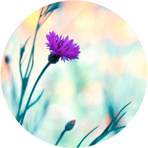 K&L Wall Art Vliestapete »Runde Vliestapete«, Bravin Luminous lila Blume, mehrfarbig, matt - bunt