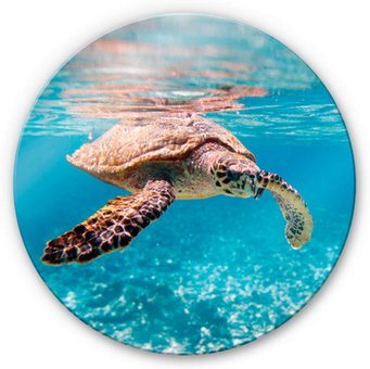 K&L Wall Art Glasbild »Glasbild«, Ø 50 cm, Unterwasser Ozean Schildkröte rund