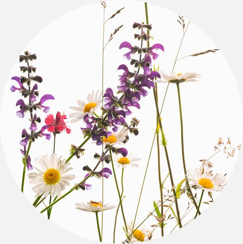 K&L Wall Art Vliestapete »Runde Vliestapete«, Kadam GänseBlumen Vintage, mehrfarbig, matt - bunt