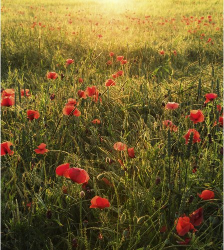 KOMAR Vliestapete »Poppy World«, Breite 250 cm, seidenmatt - bunt