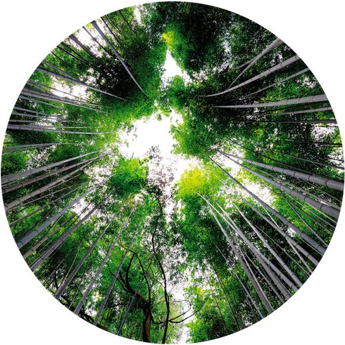 K&L Wall Art Vliestapete »Runde Vliestapete«, Hugonnard Wald Baumkronen, mehrfarbig, matt - bunt