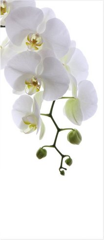 mySPOTTI Badrückwand »Orchid Phala«, BxH:90 cm x 210 cm, weiß