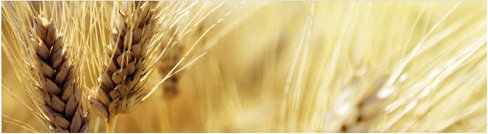 mySPOTTI Küchenrückwand »Korn«, Aluverbund, Korn