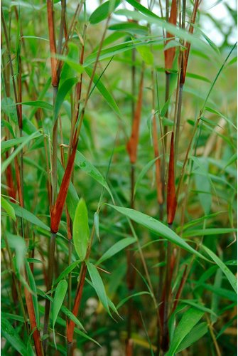 Bambus scabrida Fargesia »Asian Wonder« - gruen