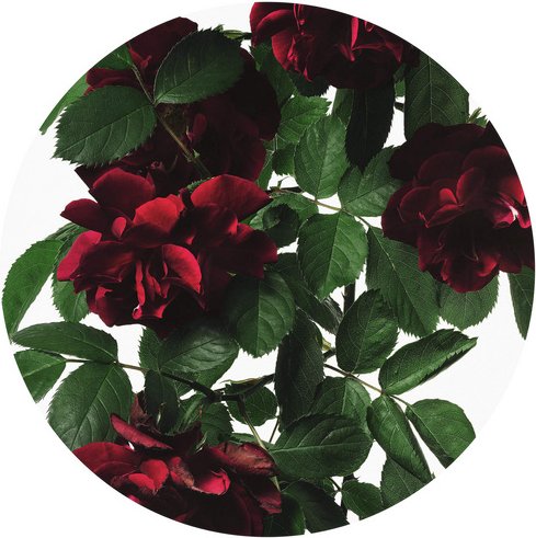 K&L Wall Art Vliestapete »Runde Vliestapete«, Kadam Pfingstrosen Shabby Chic, mehrfarbig, matt - bunt