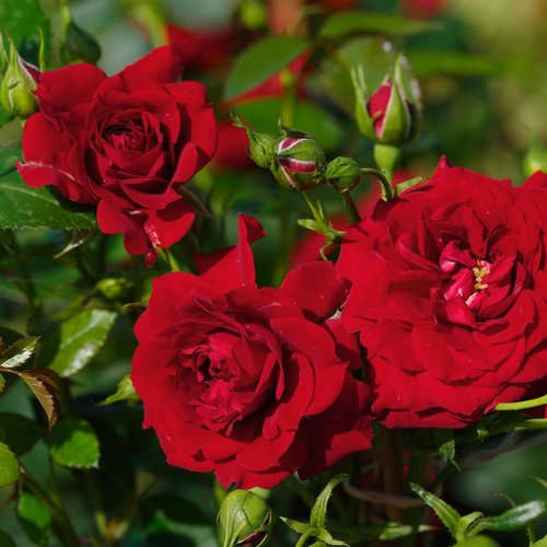 ROSEN TANTAU Blühpflanze »Starlet Natalie«, Blüte: rot