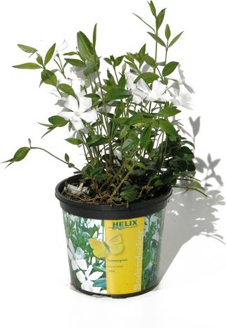 HELIX PFLANZEN Kleines Immergrün, Vinca minor »Alba«, Blattfarbe: grün, Blüte: weiß - weiss