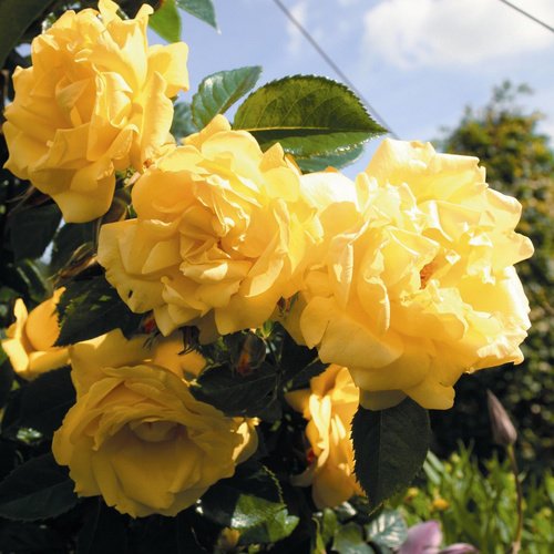 ROSEN TANTAU Kletterrose »Dukat«, Blüte: gelb