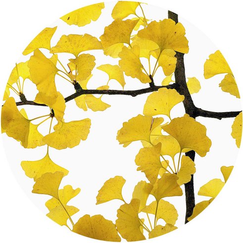 K&L Wall Art Vliestapete »Runde Vliestapete«, Kadam Ginko Baum Gelbe, mehrfarbig, matt - bunt