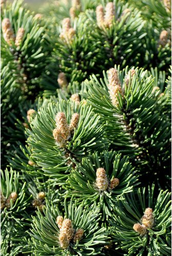 Thumbnail - Botanico Bergkiefer, Pinus mugo »Sherwood Compact«, immergrün - gruen