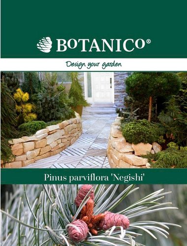 Mädchenkiefer, Pinus parviflora »Negishi«, immergrün - blau
