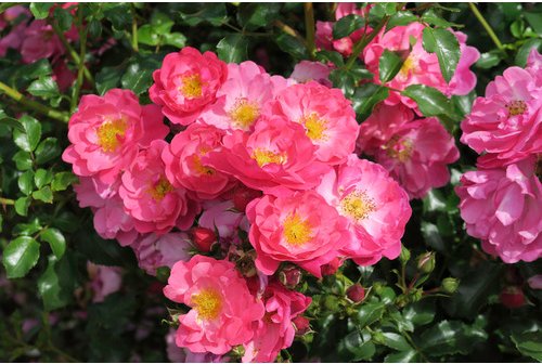 KORDES ROSEN Rose »Hotline«