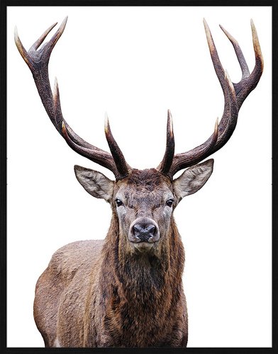ANY IMAGE Digitaldruck »Hirsch«, Rahmen: Buchenholz, Schwarz
