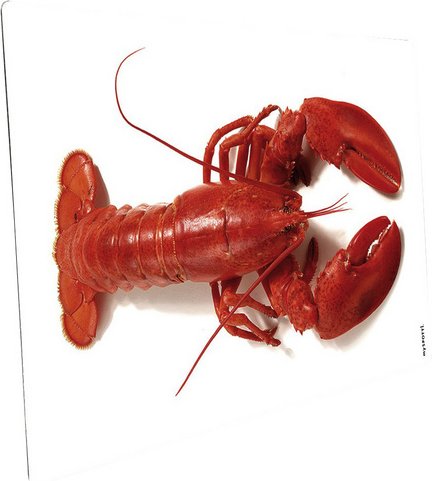 mySPOTTI Mini-Spritzschutz »Hummer«, Aluverbund, Hummer