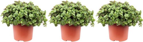 Flowerbox Kriechendes Schönpolster Callisia Repens, 3er-Set, Topf-Ø: 10,5 cm - gruen