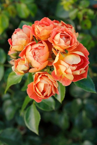 Kleinstrauchrose , Rosa »Bienenweide® mango«, Blüte: apricot-orange