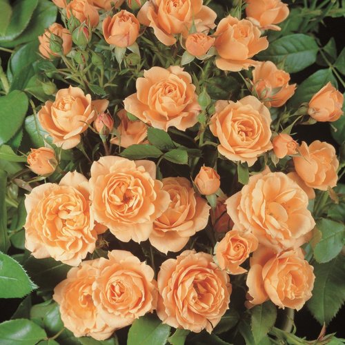ROSEN TANTAU Zwergrose Rosa hybride »Apricot Clementine« - orange