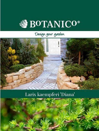 Japanische Lärche, Larix kaempferi »Diana« - gruen