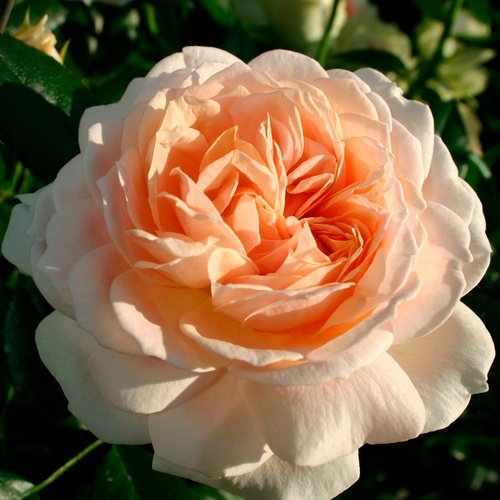 KORDES ROSEN Beetrose, Rosa »Garden of Roses®«, Blüte: rosa, gefüllt