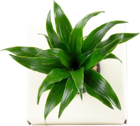 Flowerbox Drachenbaum, Dracaena »Janet Craig«, BxL: 5 x 15 cm - weiss