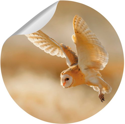 mySPOTTI Vliestapete »Fjodor«, Tiermotiv, Eule, gelb/braun/weiß, matt - bunt