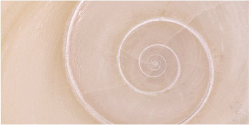 mySPOTTI Badrückwand »Schnecke«, BxH:90 cm x 45 cm, beige