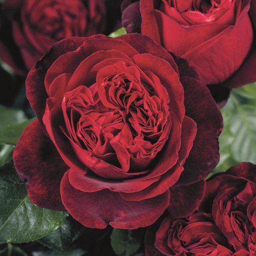 ROSEN TANTAU Edelrose, Rosa x hybrida »Admiral«, Blüte: rot, gefüllt