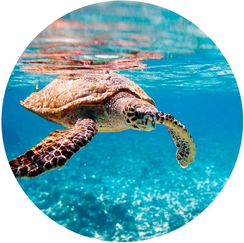 K&L Wall Art Vliestapete »Runde Vliestapete«, Schildkröte Ozean Badezimmer, mehrfarbig, matt - bunt