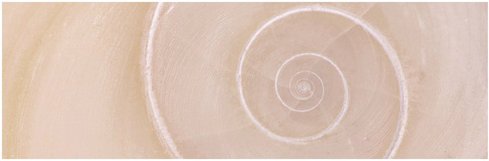 mySPOTTI Badrückwand »Schnecke«, BxH:140 cm x 45 cm, beige