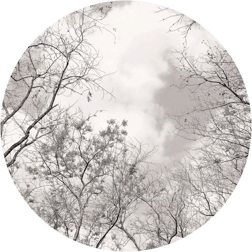 K&L Wall Art Vliestapete »Runde Vliestapete«, Baumkronen Himmel Natur, mehrfarbig, matt - bunt