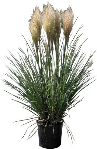 Kleines Pampasgras, selloana Cortaderia »Pumila«, Pflanzenhöhe: 0-0 cm, grau/silber