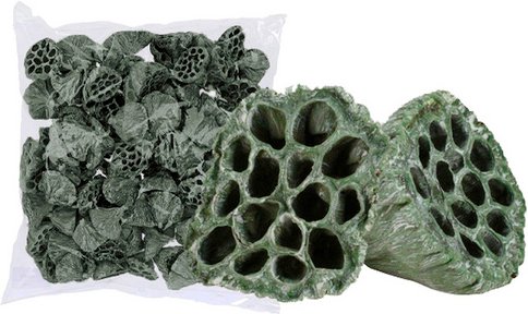 Flowerbox Lotuskolben - blau | gruen