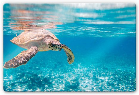 K&L Wall Art Glasbild »Glasbild«, BxH: 60 x 40 cm, Unterwasser Ozean Schildkröte