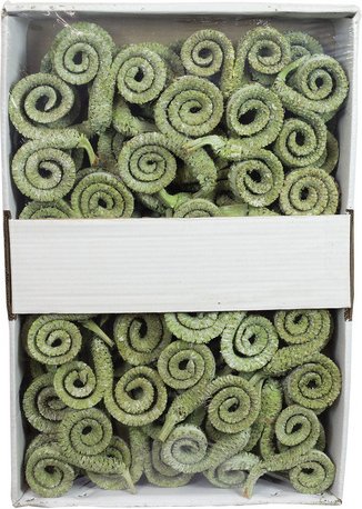 Flowerbox Dekozweig - blau | gruen